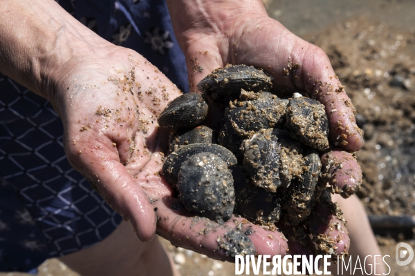 Les pêcheurs à pied de retour sur les plages de Normandie