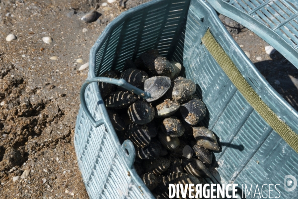 Les pêcheurs à pied de retour sur les plages de Normandie