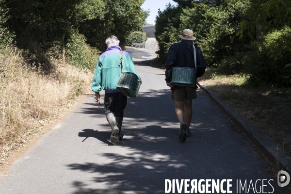 Les pêcheurs à pied de retour sur les plages de Normandie