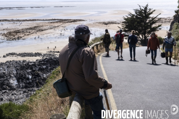 Les pêcheurs à pied de retour sur les plages de Normandie