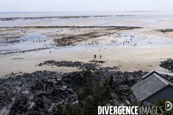 Les pêcheurs à pied de retour sur les plages de Normandie