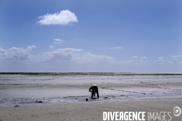 Les pêcheurs à pied de retour sur les plages de Normandie
