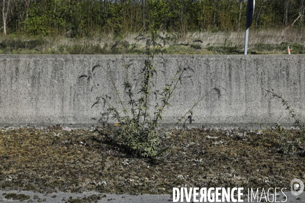 COVID-19, Banlieue Endormie J+20