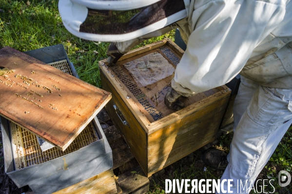 Brigitte Bonnot bergère d abeilles.