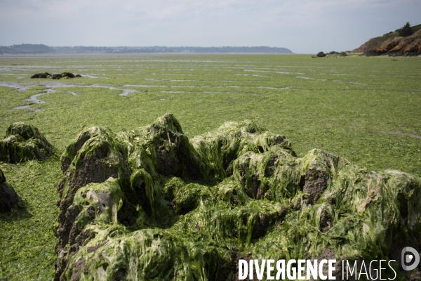 Algues vertes (ulva lactuca) en Bretagne