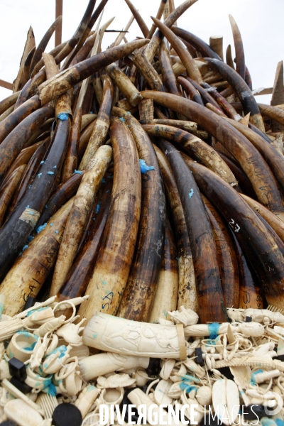 Le chef de l état Gabonais Ali BONGO ONDIMBA allume un bûcher d ivoire de contrebande pour montrer la volonté de son pays de lutter contre le braconnage des Elephants.