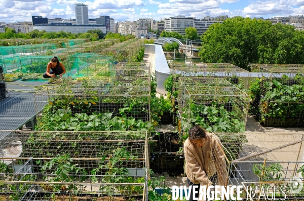 Peas&Love, un potager urbain au pied des tours du quartier Beaugrenelle