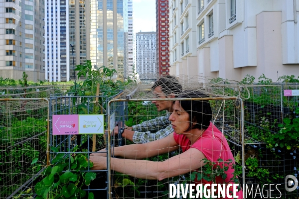 Peas&Love, un potager urbain au pied des tours du quartier Beaugrenelle