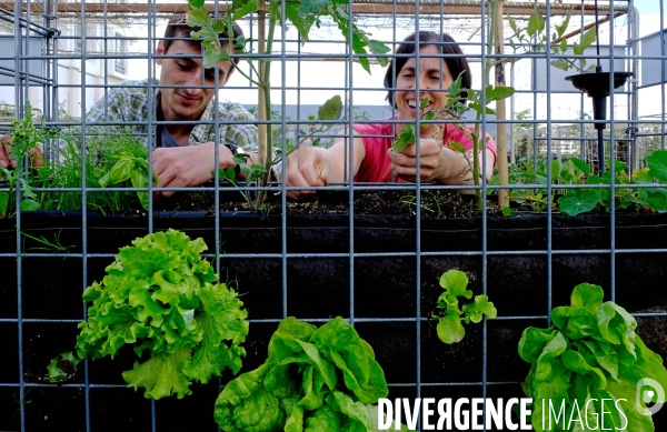 Peas&Love, un potager urbain au pied des tours du quartier Beaugrenelle