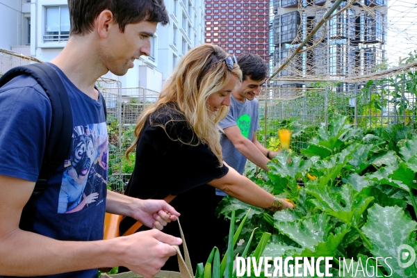 Peas&Love, un potager urbain au pied des tours du quartier Beaugrenelle