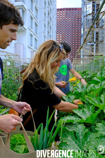 Peas&Love, un potager urbain au pied des tours du quartier Beaugrenelle