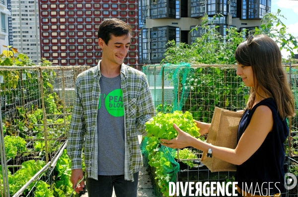 Peas&Love, un potager urbain au pied des tours du quartier Beaugrenelle