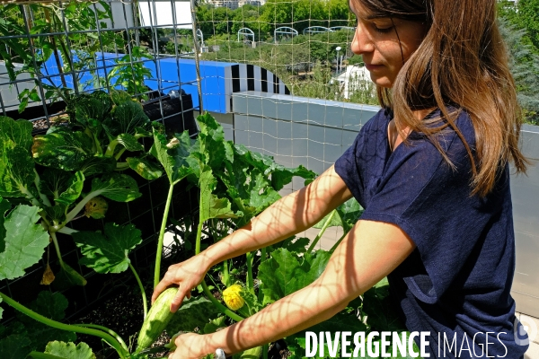 Peas&Love, un potager urbain au pied des tours du quartier Beaugrenelle