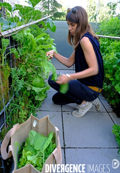 Peas&Love, un potager urbain au pied des tours du quartier Beaugrenelle