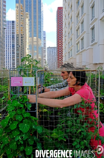 Peas&Love, un potager urbain au pied des tours du quartier Beaugrenelle