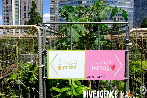 Peas&Love, un potager urbain au pied des tours du quartier Beaugrenelle