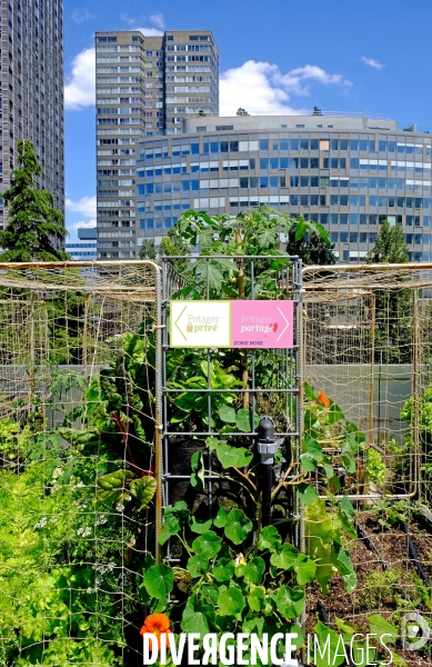 Peas&Love, un potager urbain au pied des tours du quartier Beaugrenelle