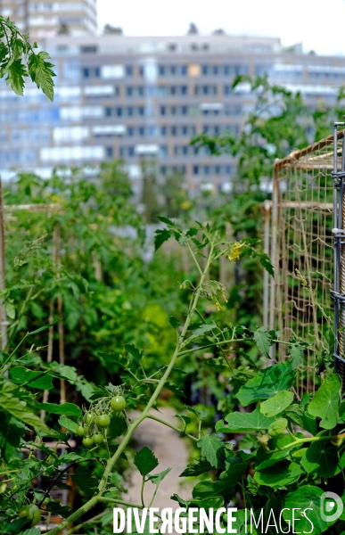 Peas&Love, un potager urbain au pied des tours du quartier Beaugrenelle