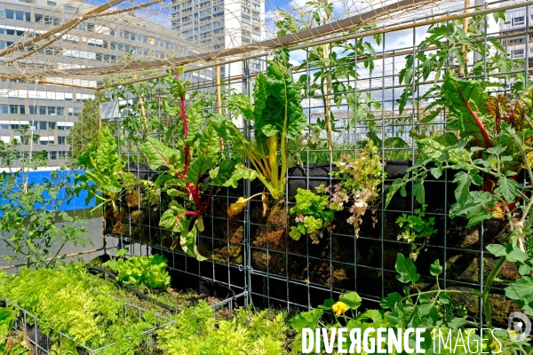 Peas&Love, un potager urbain au pied des tours du quartier Beaugrenelle