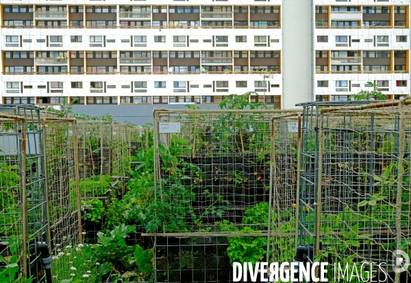 Peas&Love, un potager urbain au pied des tours du quartier Beaugrenelle