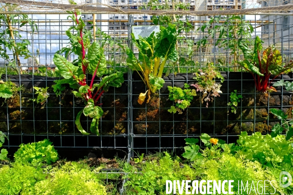 Peas&Love, un potager urbain au pied des tours du quartier Beaugrenelle