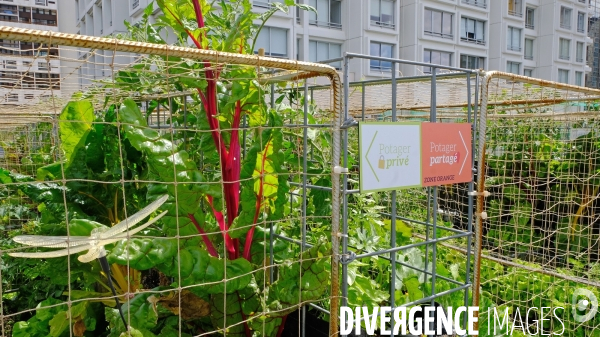 Peas&Love, un potager urbain au pied des tours du quartier Beaugrenelle