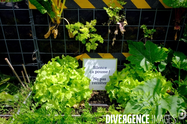 Peas&Love, un potager urbain au pied des tours du quartier Beaugrenelle