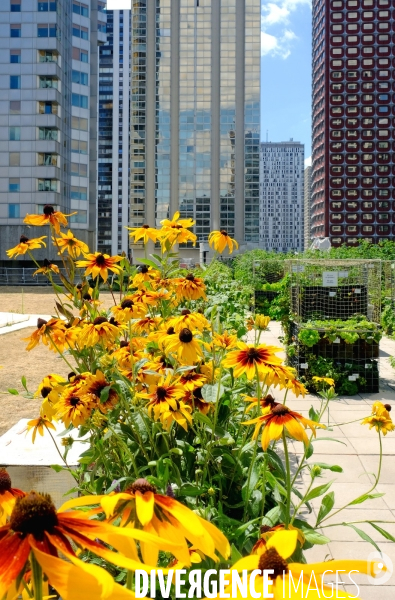 Peas&Love, un potager urbain au pied des tours du quartier Beaugrenelle