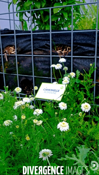 Peas&Love, un potager urbain au pied des tours du quartier Beaugrenelle