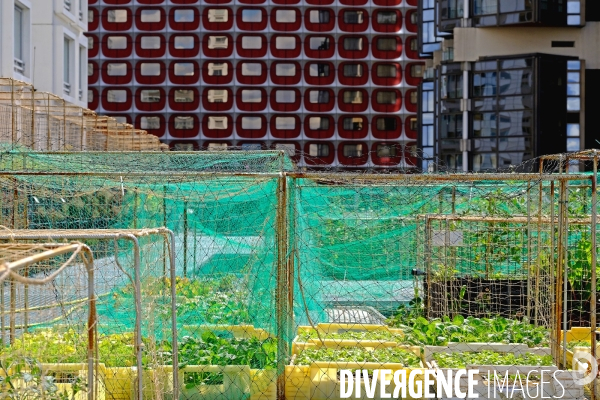 Peas&Love, un potager urbain au pied des tours du quartier Beaugrenelle