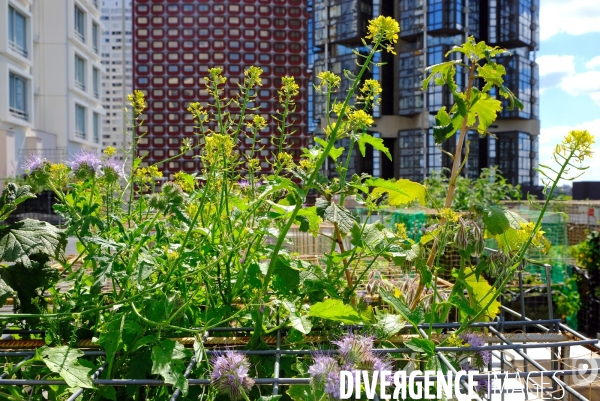 Peas&Love, un potager urbain au pied des tours du quartier Beaugrenelle