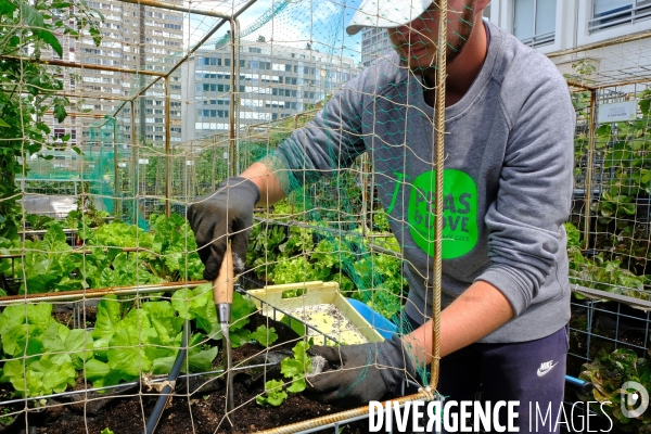 Peas&Love, un potager urbain au pied des tours du quartier Beaugrenelle