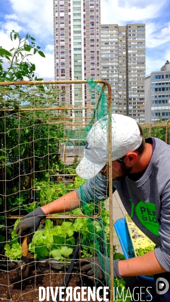 Peas&Love, un potager urbain au pied des tours du quartier Beaugrenelle