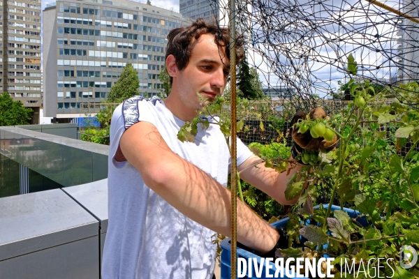 Peas&Love, un potager urbain au pied des tours du quartier Beaugrenelle
