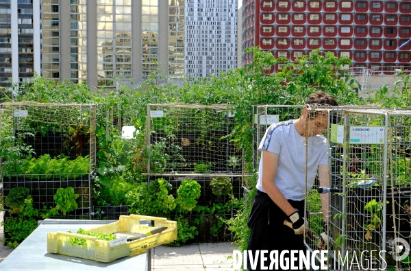 Peas&Love, un potager urbain au pied des tours du quartier Beaugrenelle