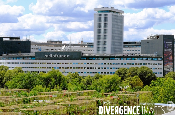Peas&Love, un potager urbain au pied des tours du quartier Beaugrenelle