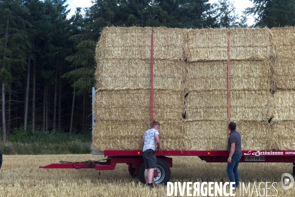 Arbres , monoculture industrielle