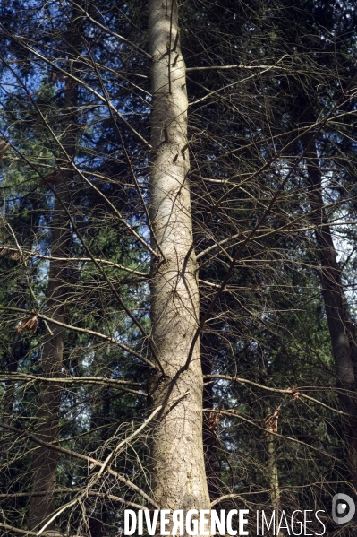 Arbres , monoculture industrielle