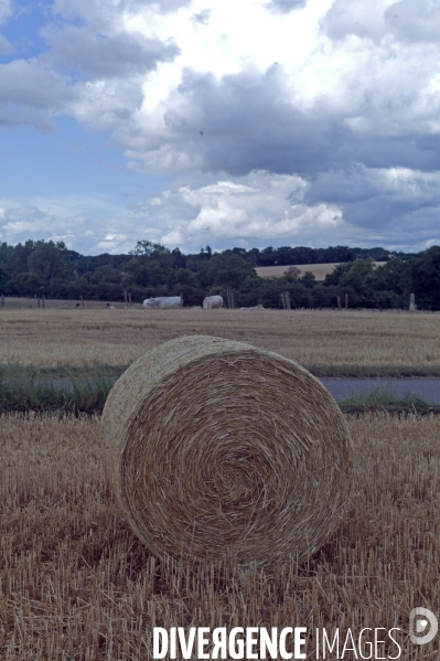 Arbres , monoculture industrielle