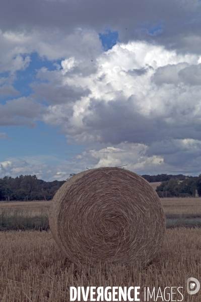 Arbres , monoculture industrielle