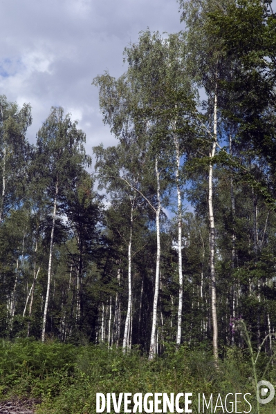 Arbres , monoculture industrielle