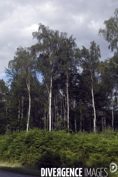 Arbres , monoculture industrielle