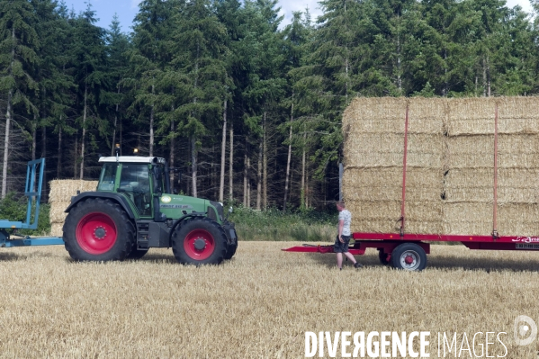 Arbres , monoculture industrielle