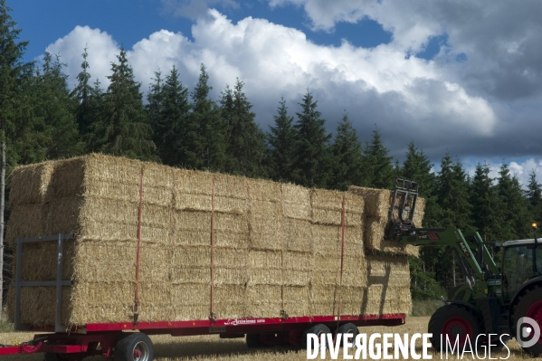 Arbres , monoculture industrielle