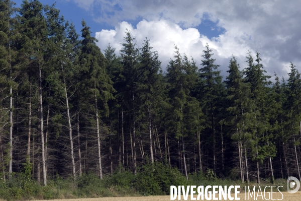 Arbres , monoculture industrielle