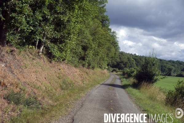 Arbres , monoculture industrielle