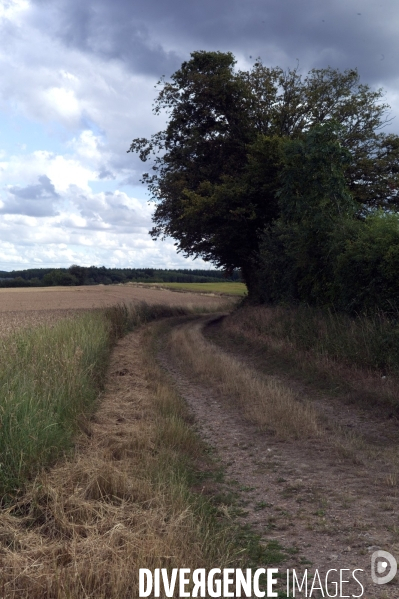 Arbres , monoculture industrielle