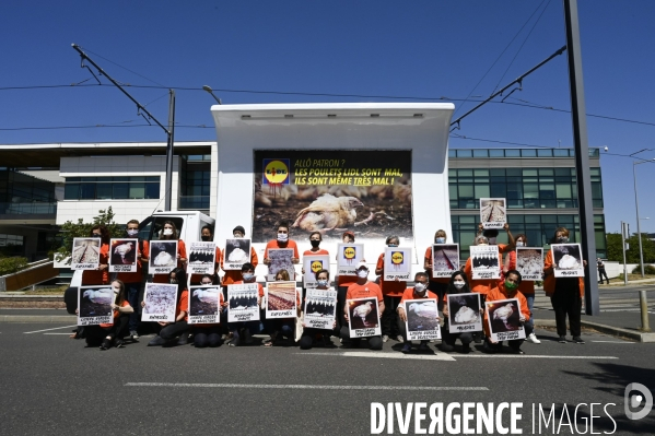 Cause animale : Action nationale L214 devant le siège de LIDL à Rungis pour dénoncer les conditions d elevage des poulets de chair. Animals rights, chickens.