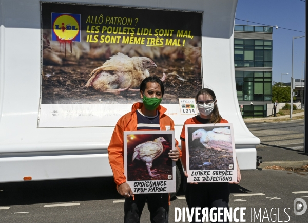 Cause animale : Action nationale L214 devant le siège de LIDL à Rungis pour dénoncer les conditions d elevage des poulets de chair. Animals rights, chickens.