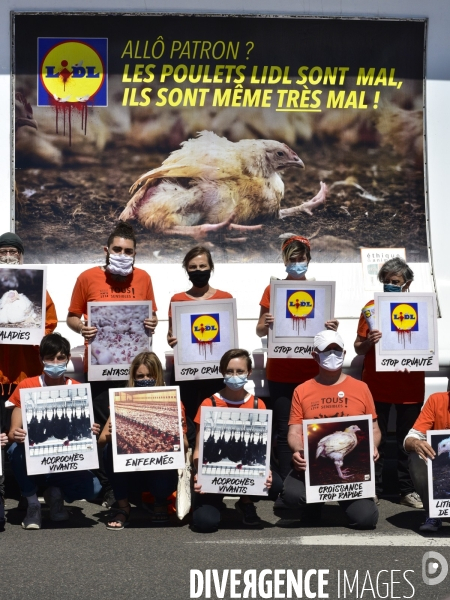 Cause animale : Action nationale L214 devant le siège de LIDL à Rungis pour dénoncer les conditions d elevage des poulets de chair. Animals rights, chickens.